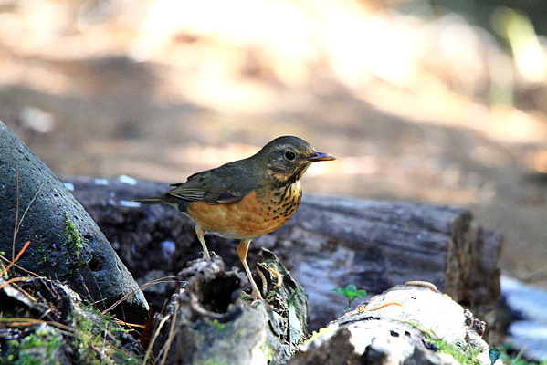 ��ë�����ĺ���� 