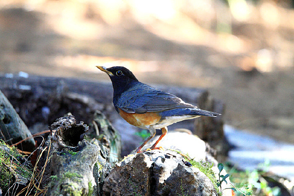 ߴ���ĺ���� 