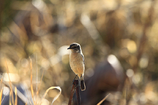 ������ƽԭ��