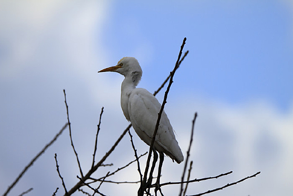 �¶������ 