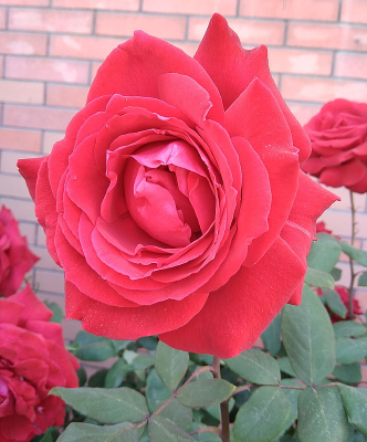 ��ɫ�¼���д