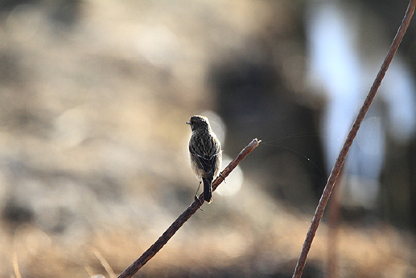 ������ƽԭ��