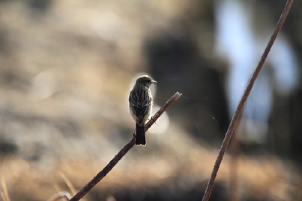 �����ƽԭ��