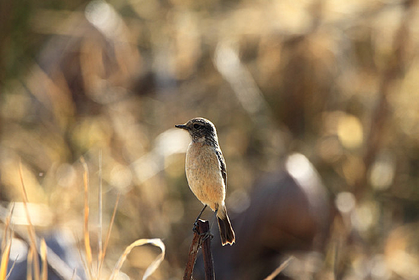 �����ƽԭ��