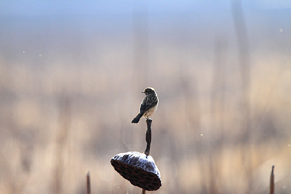 ������ƽԭ��