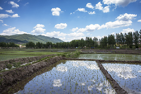 ����ˮ����ֲ