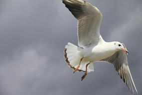 ɵĺŸ