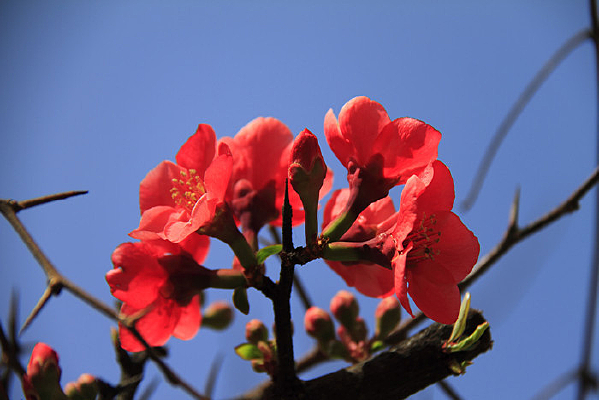 �����޵�ľ�ϻ�