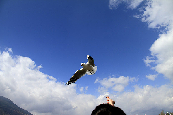 �����ĺ���Ÿ