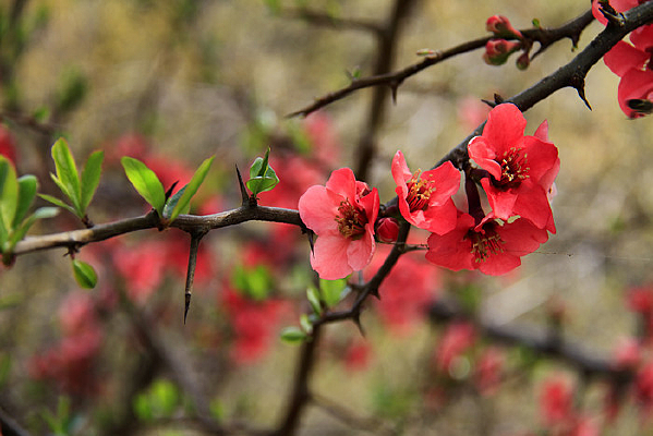 ���޵�ľ�ϻ�