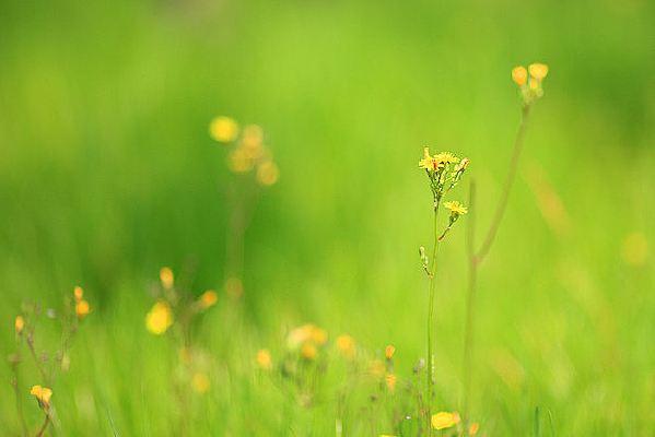 ��ɫ�ݵ��ز�