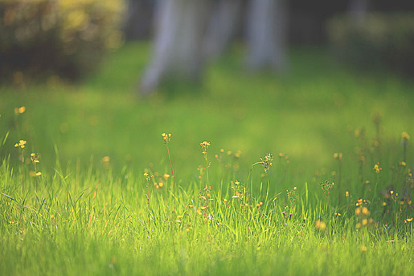 ��ɫ�ݵر�����Ӱ