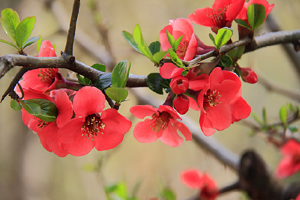 ���ŵ�ľ�ϻ�