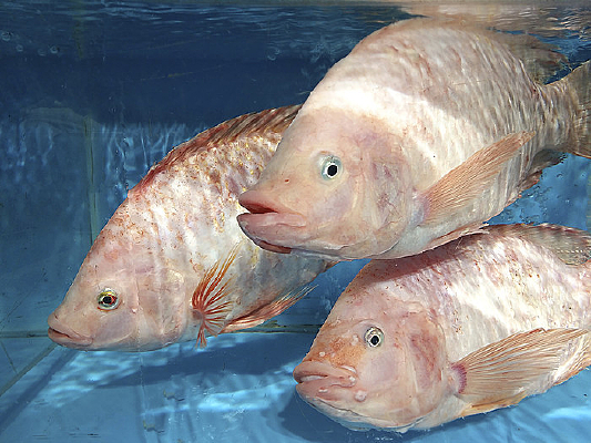 ˮ������