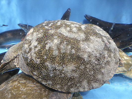 ˮ������