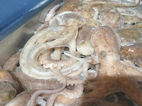 �������㺣��Ʒ