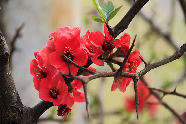 ������ľ�ϻ�