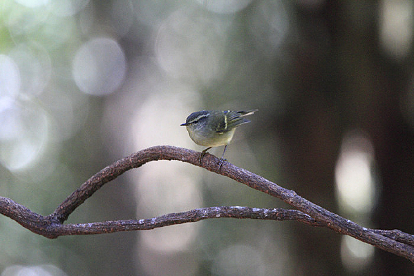 ������ʳ����ݺ