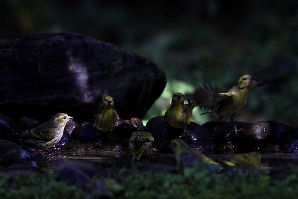 ��������Ĳػ�ȸ