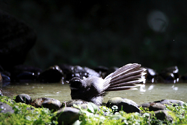 ���ϵİ׺���β�l 