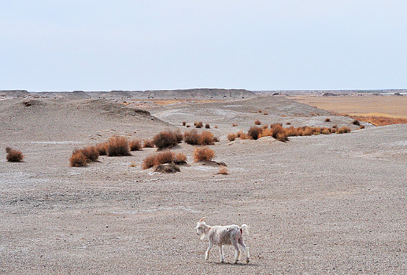 ��Į�е���