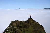 �Ŷ���ɽ��ʨ��������ƺ�