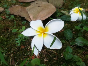 һ֦������