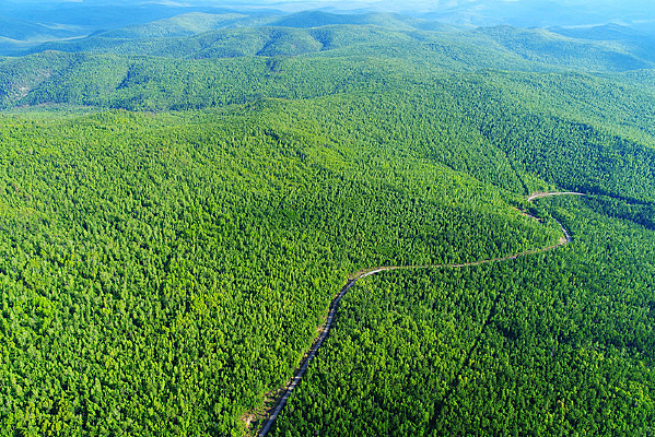 ���Ĵ��˰���ԭʼɭ�ֹ�·���� 