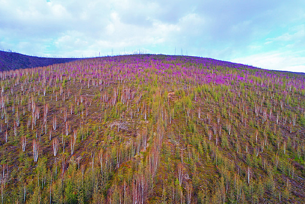 ���˰��봺��ɭ�ֶž黨