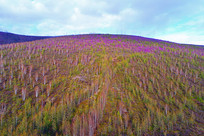 ���˰��봺��ɭ�ֶž黨