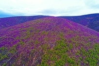 ���˰��봺��ɽ�ֶž黨��