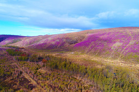 ���˰���ɽ�ֶž黨ŭ��