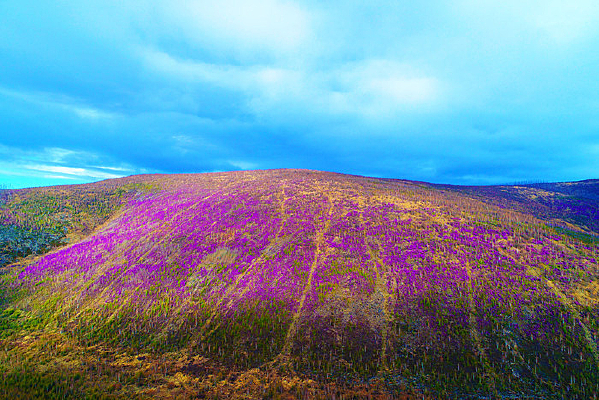 ���˰���ɽ��ɭ�ֶž��