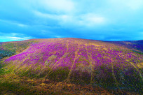 ���˰���ɽ��ɭ�ֶž��