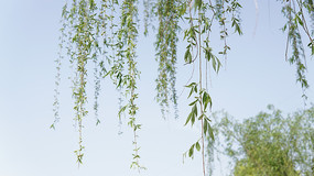 ��԰����