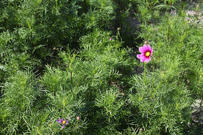 ʻʢ