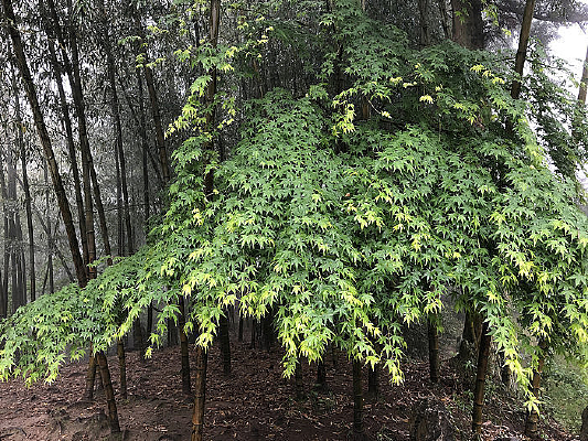 һ������