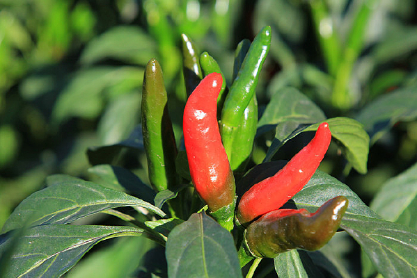 ��԰�еĳ��콷����