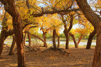 �����������ֶ�����