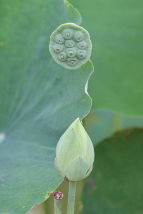 �ɻ���������