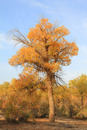 �����ֽ���