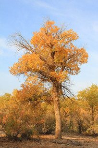 �����ֽ���