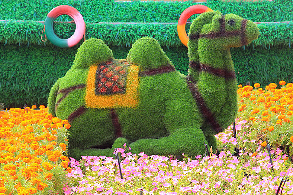 ������ֲ����