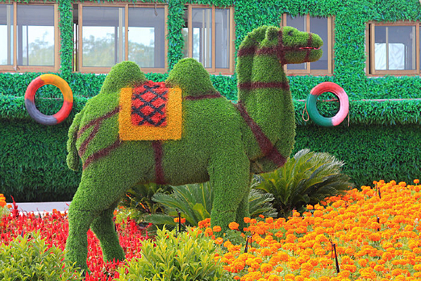 ��ֲ����