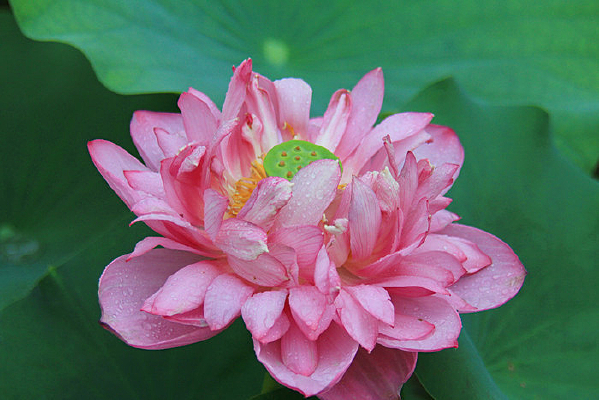 ���Ŷ��ɻ�