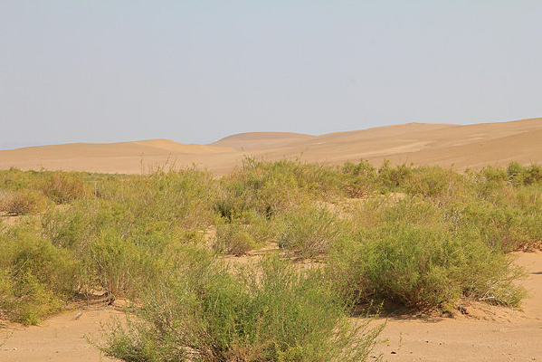 ����ɳĮ��Ч