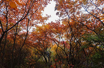 ��ɫ���־�ɫ