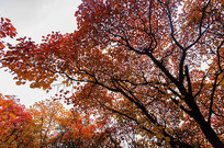 ��ɫ���־�ɫ