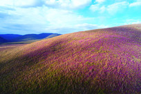 �ž黨Ⱦ����˰���ɽ��