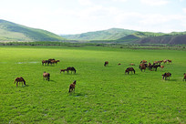 ���ױ�����ԭ��Ⱥ